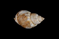 藏品(灰鳳螺)的圖片